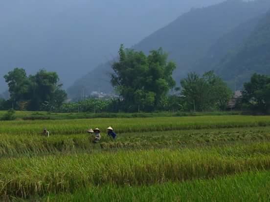 Linh Soi Homestay Mai Chau Eksteriør billede