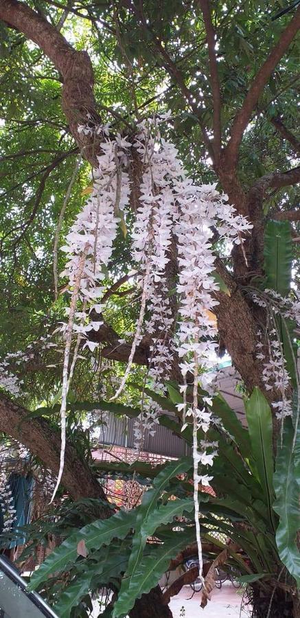 Linh Soi Homestay Mai Chau Eksteriør billede